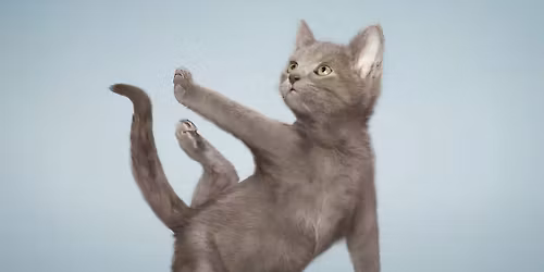 Kitten Yoga 12\/14\/25