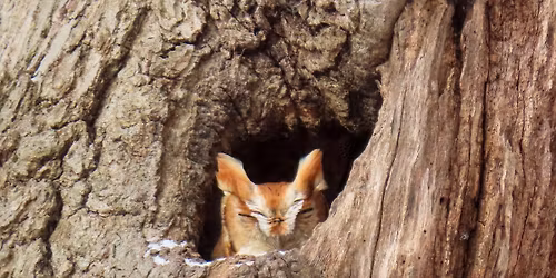 Owls are a Hoot