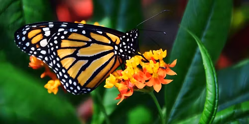 BRONTE HORTICULTURAL PLANT SALE