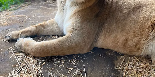 Safari Stuffies