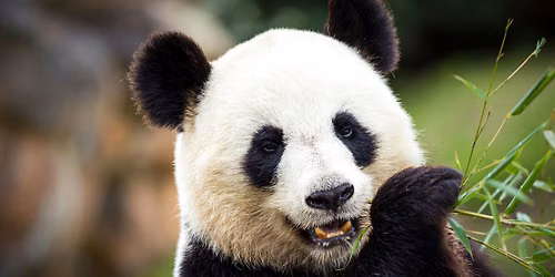 Scavenger Hunt of the National Zoo