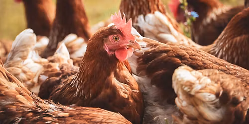 Chicken or the Egg - Harvest your own Dozen!