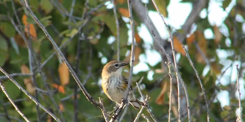 Spring City Bird Walk