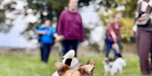 Waggy Walk at Cranbrook Country Park