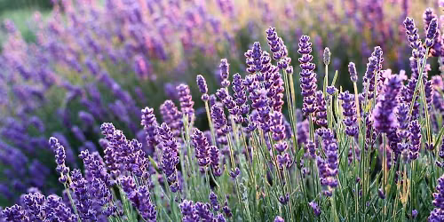 Summer Solstice Celebration: Yoga & Lavender