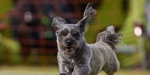 Bl\u00e5b\u00e4rst\u00e4vling, J\u00f6nk\u00f6pings Brukshundklubb