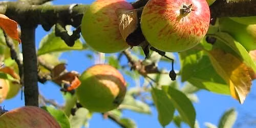 Fruit Tree Pruning (in-person)