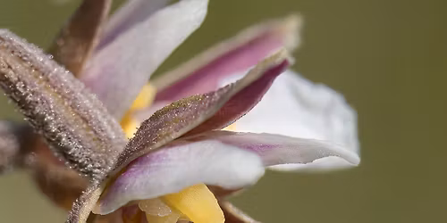 K\u00e4rna Mosse - orkid\u00e9ernas paradis