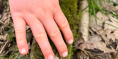 Family Foraging and Nature Connection Walk