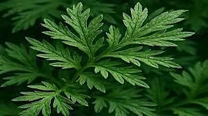 Invasive Plants: What, Why, Where?