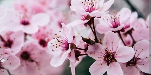 Miss TN Cherry Blossom Queen And Princess