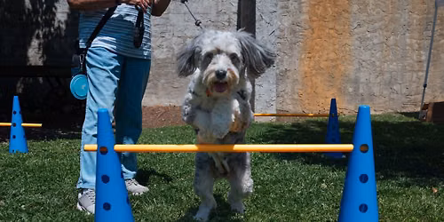 Cherry St Doggie Ice Cream Social (Black Mountain)