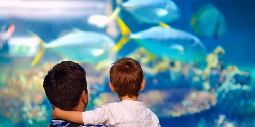 Military Appreciation Days - FREE Entry for Service Members & Veterans to SEA LIFE Michigan Aquarium