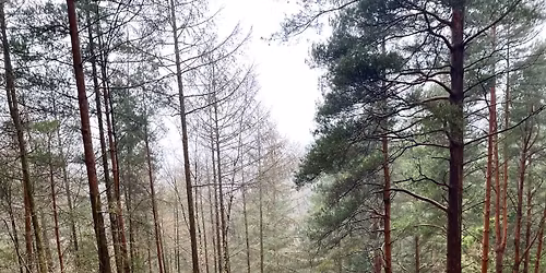 Woodland Walk with Winter Solstice Blessing (Sun 21st Dec)