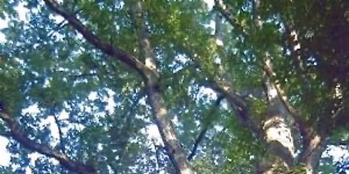 Help Protect  Mary Washington Monument Iconic Oak Tree
