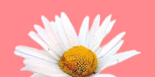 Sneaker Workshop hos Daisy Kunstbar