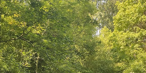 Collage with the Hogsmill River
