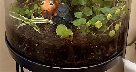 Terrarium Workshop