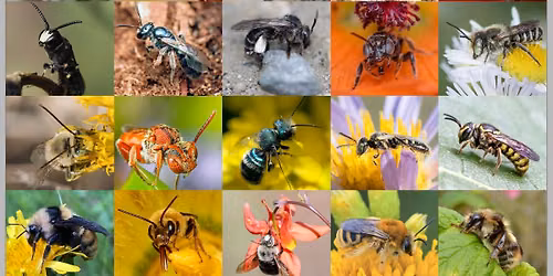 The Buzz About Bees Opening Weekend