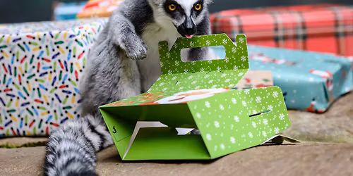 Celebrate Christmas Day at Your Toronto Zoo \ud83c\udf84