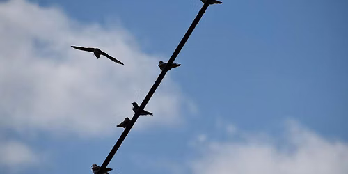 Birdability Week: Fall Bird Tour