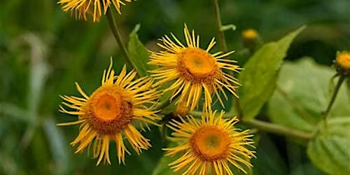 Herbal Allies: Making Elecampane Honey