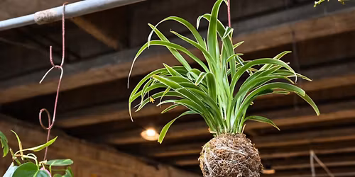 Kokodama Moss Ball Workshop