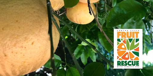 Fruit Rescue - Walnut Creek Area