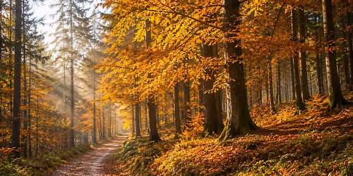 October Saturday Walk - Cropton Forest and Lastingham Moor - 10 miles \/16km