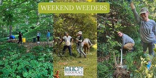 Tudor Place: Weekend Weeders