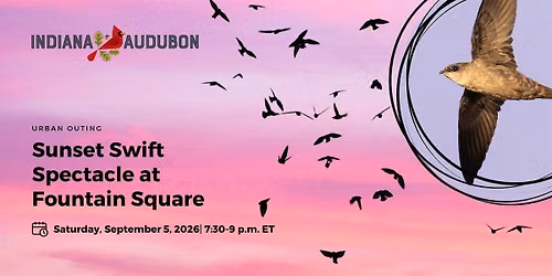 Sunset Swift Spectacle at Fountain Square