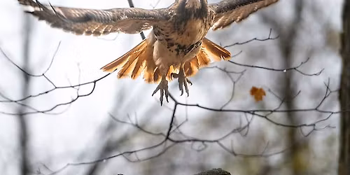 One Trail Twelve Times