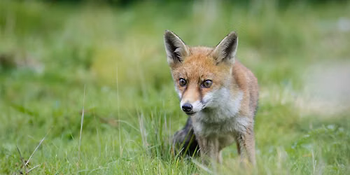 Cardiff Nature Festival 2026