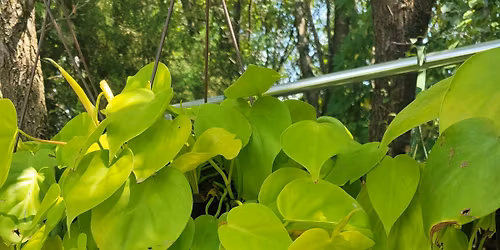 Marshfield Plant Swap/Sale