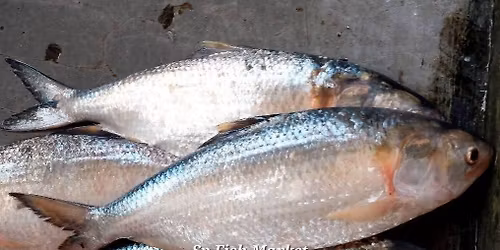 \u09aa\u09a6\u09cd\u09ae\u09be \u09a8\u09a6\u09c0\u09b0 \u0987\u09b2\u09bf\u09b6 \u09ae\u09be\u099b