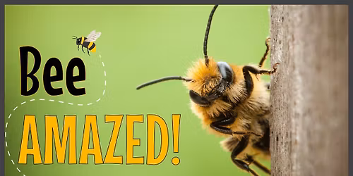 Bee Amazed with the Museum of Natural and Cultural History