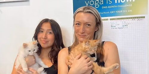 Kitten Yoga