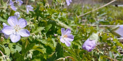 Summer Solstice Yoga & Mindfulness Hike at Meadowbrook