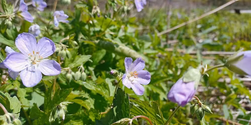 Summer Solstice Yoga & Mindfulness Hike at Meadowbrook