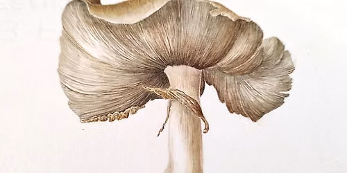 Beginner to Intermediate Botanical Illustration