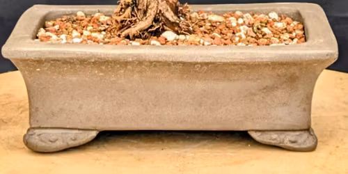 Make and Take a Bonsai  Cost $28