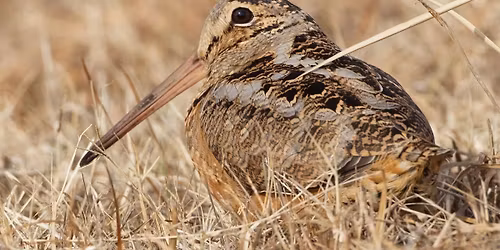 Red Feather Prairie Woodcock Walk