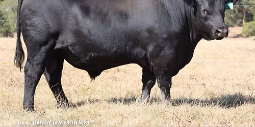 Gandy Angus Yearling Bull Sale 