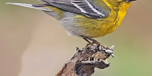 June Bird Count