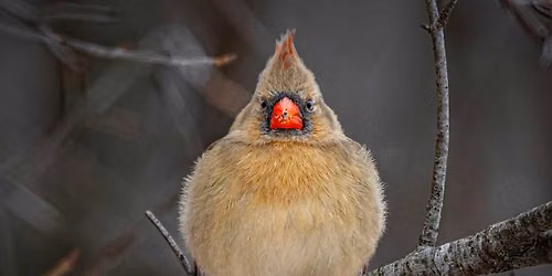 I\u2019ll Be Birding for Christmas