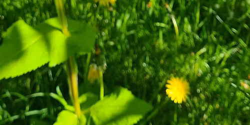 Invasive planter