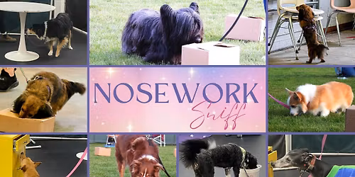 Nosework Practice Drop In Class