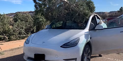 Fresh Cut Christmas Trees- Cheyenne Mountain State Park Fundraiser