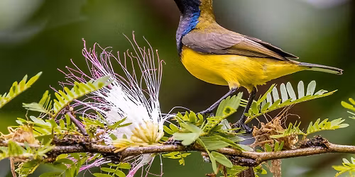 Nature & Sustainability Tour: The Secret Life of Pollinators [May '26]