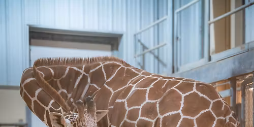 Breakfast Series: Africa! Animals 